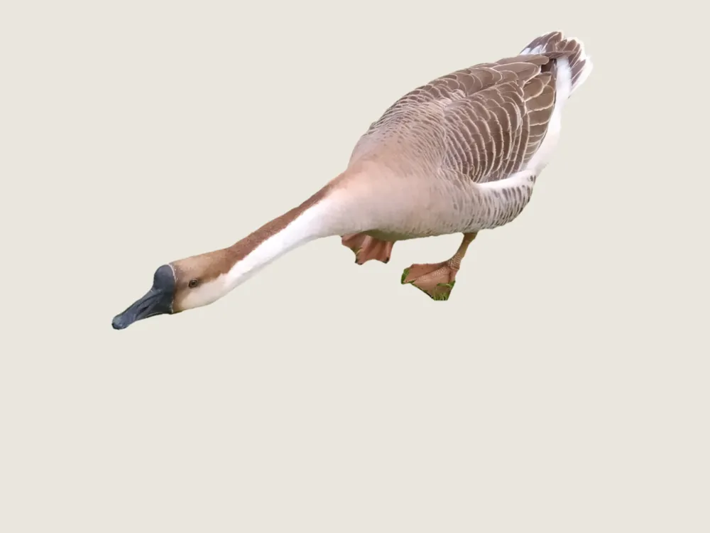 A goose in flight on a plain background